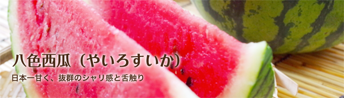 八色西瓜（やいろすいか） 日本一甘く、抜群のシャリ感と舌触り