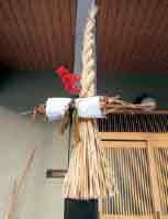 ゴボージメの写真