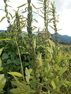 （82）ゴマ　広報誌2026年1月号掲載