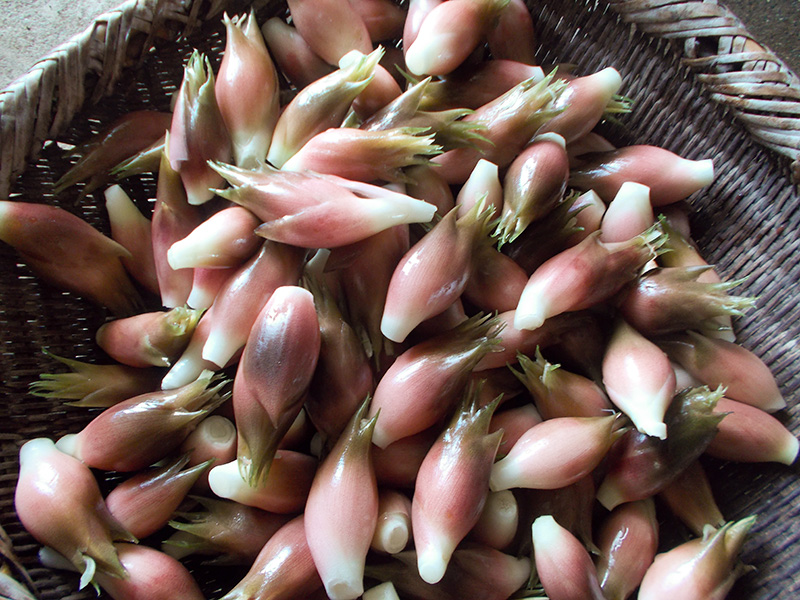 ザルいっぱいのミョウガの写真