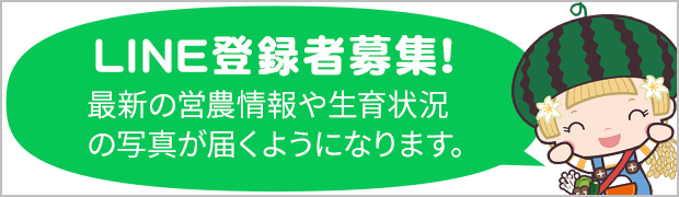 LINE登録者募集！最新の営農情報や生育状況の写真が届くようになります。