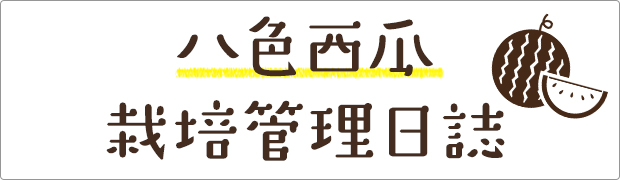 八色西瓜　栽培管理日誌