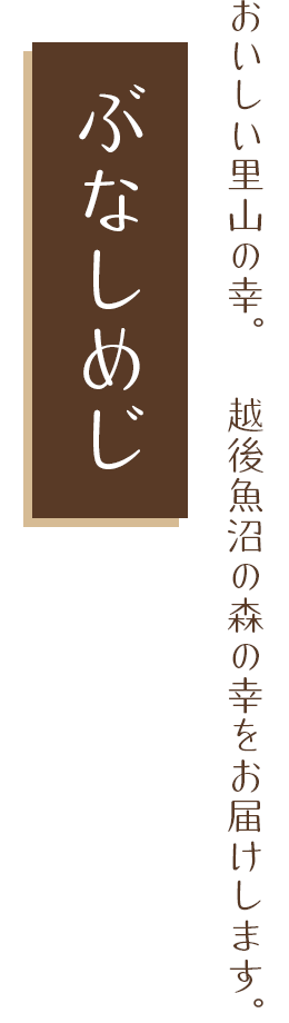 おいしい里山の幸。越後魚沼の森の幸をお届けします。 ぶなしめじ