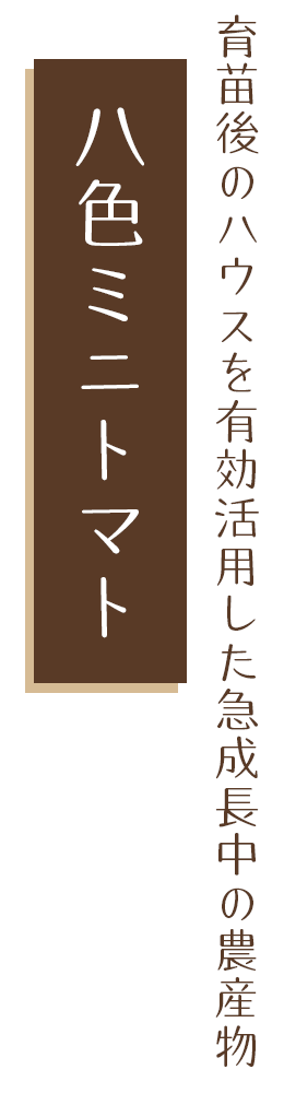 育苗後のハウスを有効活用して急成長中の農産物 八色ミニトマト