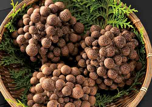 ぶなしめじの写真