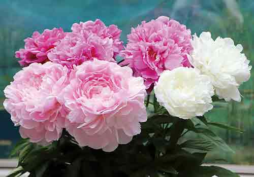 シャクヤクの写真