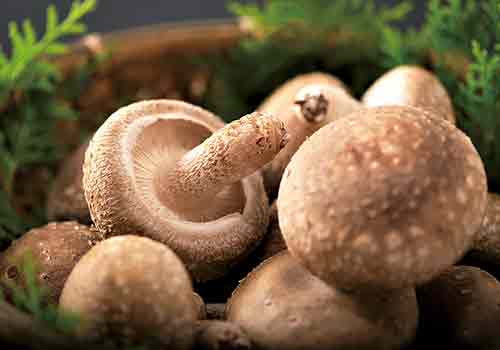 やいろしいたけの写真