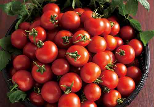 やいろミニトマトの写真