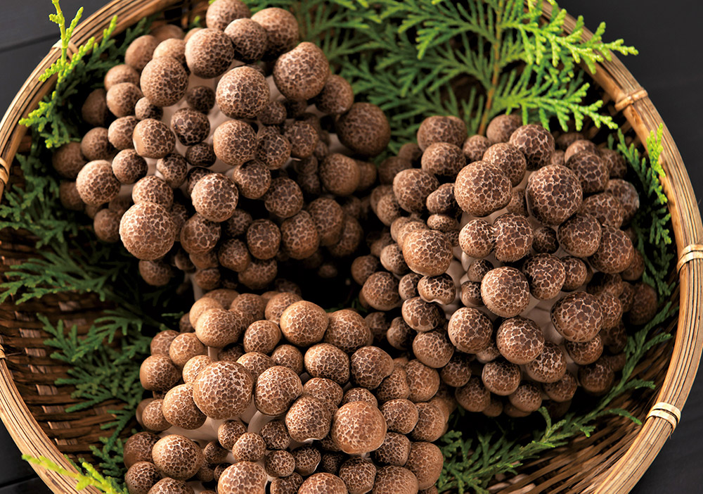 ぶなしめじの写真