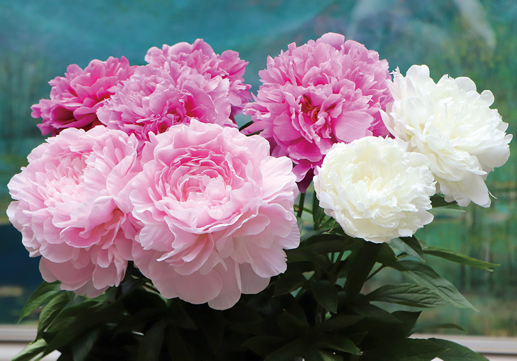 シャクヤクの写真